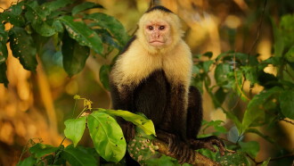 Nicobar Islands: A Monkey's Long Tale Trailer