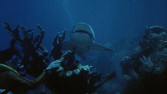 Night of the Sharks Trailer