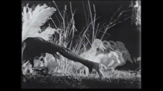 Night on the Riverbank Trailer