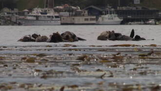 No Otter Zone Trailer