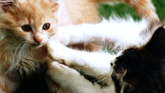 Non-Stop Kittens Trailer