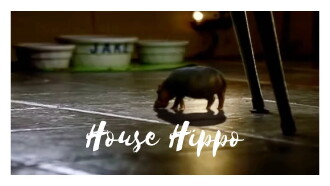 North American House Hippo Trailer