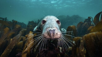 North Sea – Nature Untamed Trailer