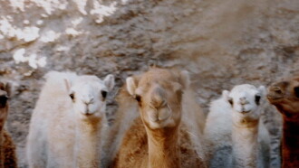 Notes from a Dromedary Trailer