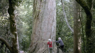 Nouvelle-Zélande, la forêt des géants Trailer