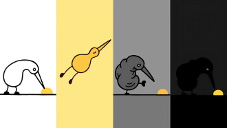 Nuggets Trailer