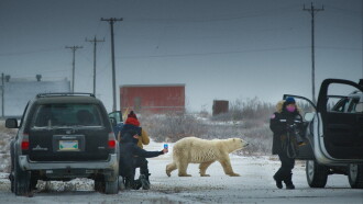 Nuisance Bear Trailer