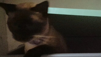 O gato voador Trailer
