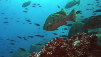 Ocean Predators Trailer