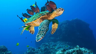 OceanWorld 3D Trailer