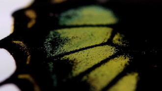 Oh Butterfly, What Do You Dream of When You Flap Your Wings? Trailer