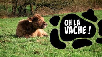 Oh la vache ! Trailer