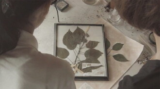 Omura Botanical Specimens Trailer