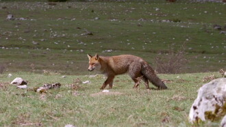 On The Trail Of The Fox Trailer