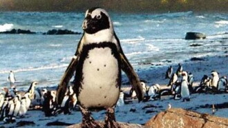 On the Wings of Penguins Trailer