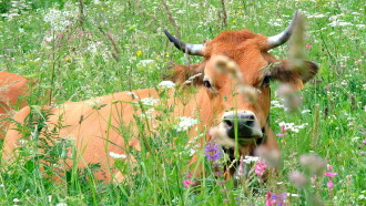 Once Upon a Cow Trailer