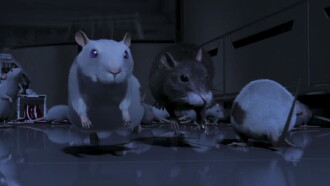 One Rat Short Trailer