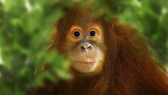 Operation Orangutan Trailer