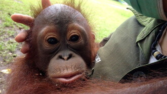 Orangutan Rescue - Back to The Wild Trailer