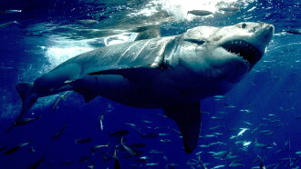 Orca Vs. Great White Trailer