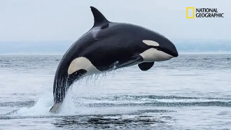 Orcas, Predators of the Seas Trailer