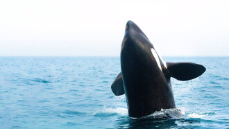 Orcas - Vorstoss in die Arktis Trailer