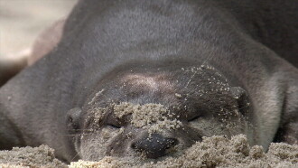 Otter Town Trailer
