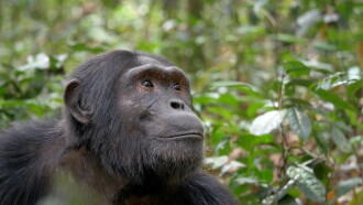 Ouganda, le regard d'un chimpanzé Trailer