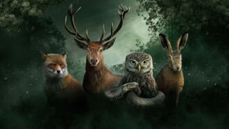 Our Nature, The Movie Trailer
