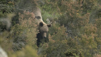 Ours, simplement sauvage Trailer