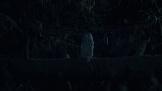 Owl Trailer