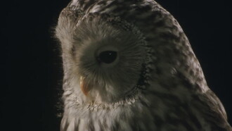 Owl Trailer