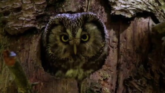 Owls: Masters of the Night Trailer