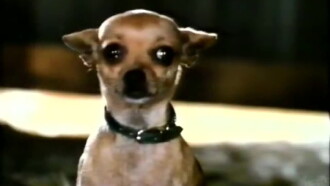 Pablo and the Dancing Chihuahua Trailer