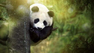 Panda Goes Wild Trailer