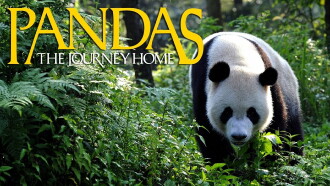 Pandas: The Journey Home Trailer