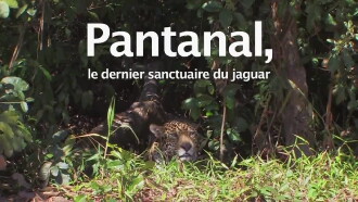 Pantanal, le dernier sanctuaire du jaguar Trailer
