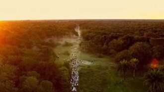 Pantanal: The Good Innocence of Our Origins Trailer