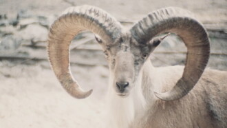 Paradies der Tiere Trailer