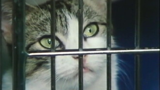 Parting Shots from Animals Trailer