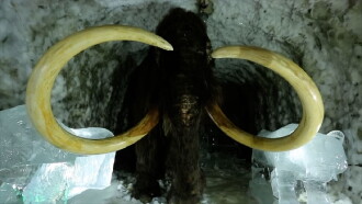Passions For The Mammoth Trailer