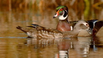PBS Nature - An Original DUCKumentary Trailer