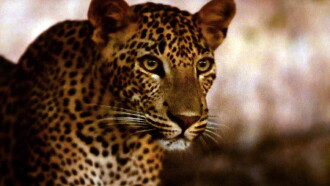 PBS: Nature - Elsa's Legacy: The Born Free Story Trailer
