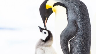 Penguins: Meet the Family Trailer