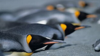 Penguins: The Story of the Bird that wanted to be Fish Trailer