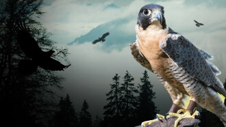 Peregrine Falcon: Lord of the Skies Trailer
