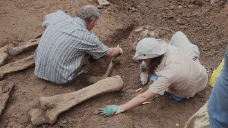 Perm Antiquities. The Elephant of Okhansk Trailer