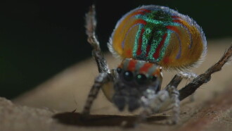 Petits animaux, miracles de la nature Trailer