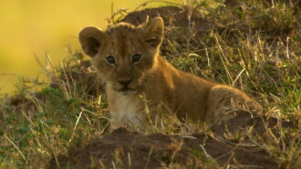 Peur sur la savane Trailer