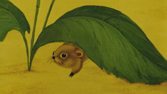 Pick, the Baby Mouse Trailer
